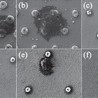 Top View Sem Images Of Hierarchical Substrates With Different