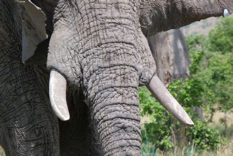 64 Elephant teeth Stock Pictures, Editorial Images and Stock Photos ...