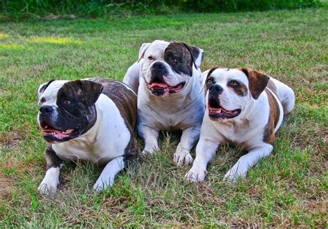 The Miniature English Bulldog: Here’s Everything You Want To Know ...