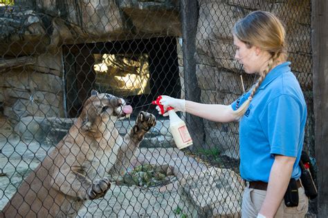 Zoo Keeper Feeding Animals