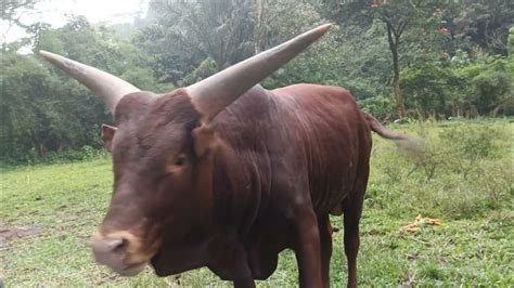 Feeding Ankole Watusi Youtube