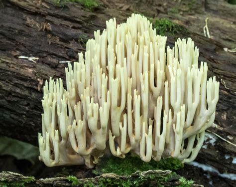 Ramaria Stricta Western Pennsylvania Mushroom Club