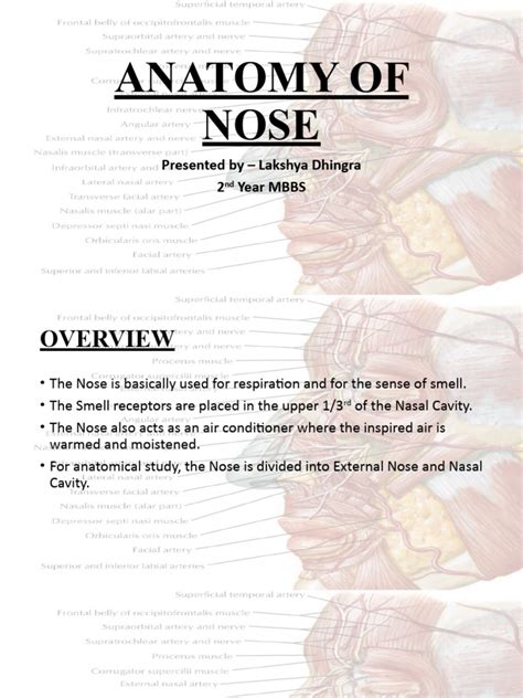 Anatomy of Nose | PDF | Human Nose | Sensory Organs