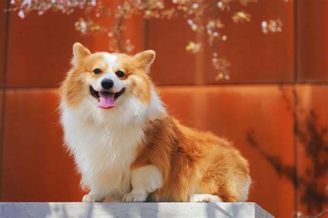 700+ Unique Female Dog Names | PawLeaks