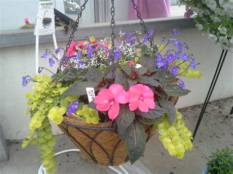 Neat Sunpatiens Hanging Baskets Trailing Periwinkle