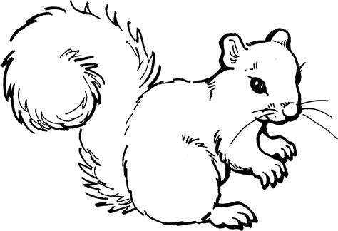 Free Squirrel Cliparts, Download Free Squirrel Cliparts png images ...