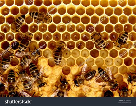 Bees Inside Hive Close Stock Photo 7683532 Shutterstock