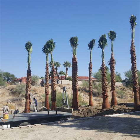 Mexican Fan Palms for Sale | Desert Empire Palms