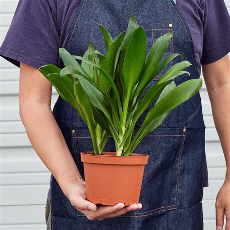 Cordyline Care — House Plant Shop