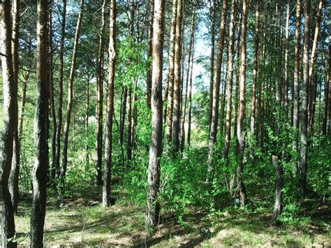 Лесок - Фото Дом Солнца. Фотография 3