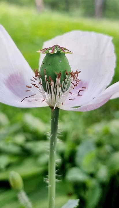 Poppy Flower Seed Pod White Free Photo On Pixabay Pixabay