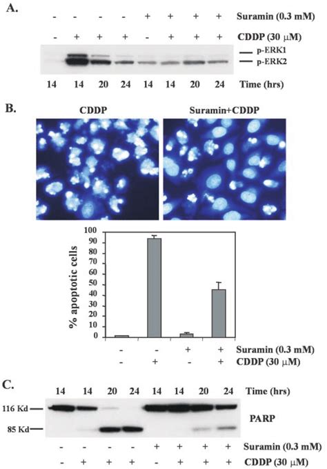 TPA Enhances CDDP Induced Apoptosis A Cells Were Pretreated With Or