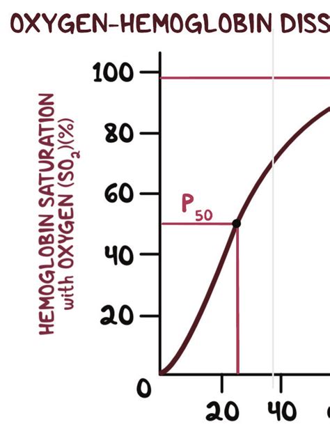 Gas Transport Notes Diagrams And Illustrations Osmosis