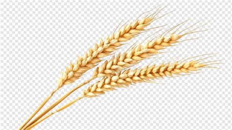 Bunch Of Wheat Ears Isolated On A Transparent Background Premium AI