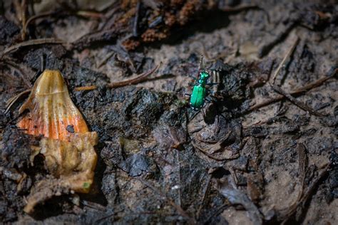 Six Spotted Tiger Beetle At Caledon — Todd Henson Photography