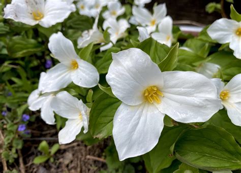 Best Trillium Images On Pholder Earth Porn Ontario And Oregon