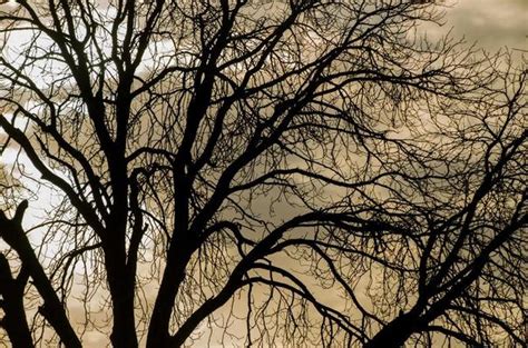 Winter Tree Silhouette Stock Photos, Images and Backgrounds for Free Download