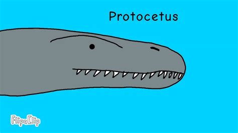 Protocetus