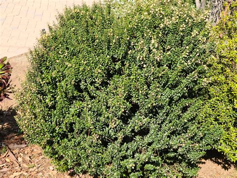 Myrtus Communis Compacta