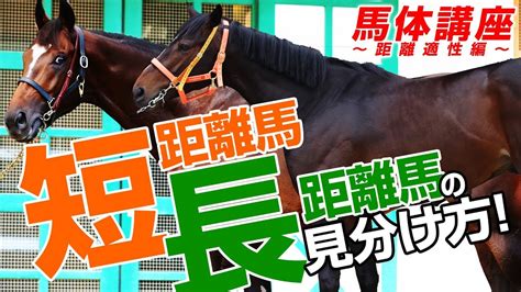 【馬体講座】短距離馬と長距離馬の見分け方！某大手牧場の元スタッフによる馬体講座part1 2019【競馬予想】 Youtube