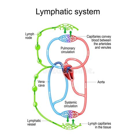 Lymphatic Circulation System. Parts of Immune and Circulatory System ...