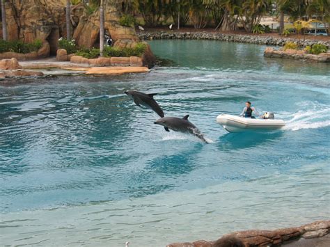 Seaworld, Gold Coast, Australia | Sea world, Gold coast, Coast