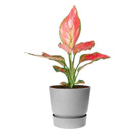 Aglaonema Cherry Baby In Greenville Eenvoudig En Snel Online Bestellen