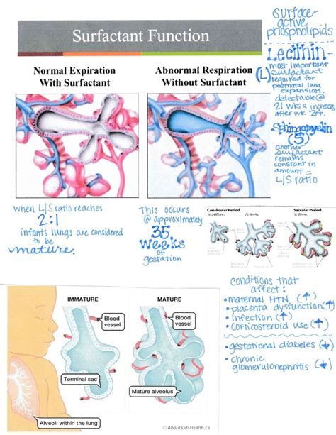 Surfactant Function Nursing In 2024 Nicu Nurse Education Neonatal