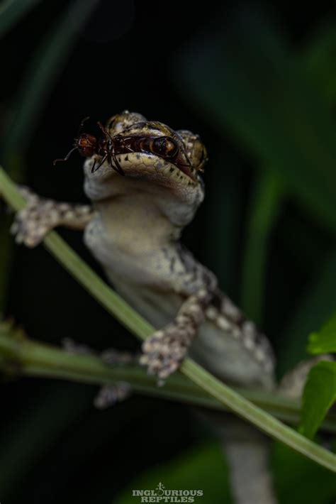 Gekko Chinensis Chinese Narrow Disked Gecko Inglourious Reptiles