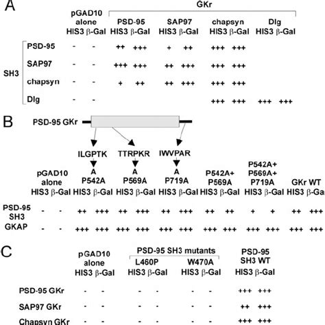 Intragenic And Intergenic Interactions Between Sh3 Domains And Gk