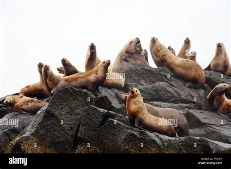 A colony of steller sea lions, including a large male (bull), on a ...