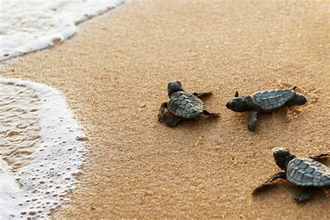 Tartarughe Marine In Sicilia Censiti 184 Nidi 6mila Neonate Sicilia