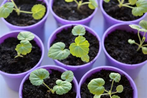 C Mo Germinar Semillas En Tierra Huerto En Casa