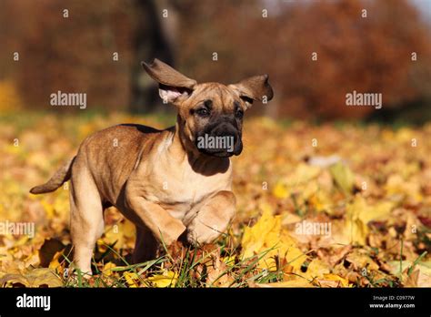 Dogo Canario Puppy Stock Photo - Alamy