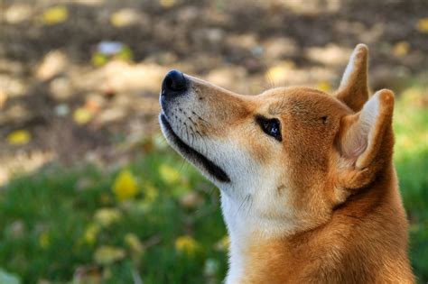 learn  shiba inu colors markings  variations