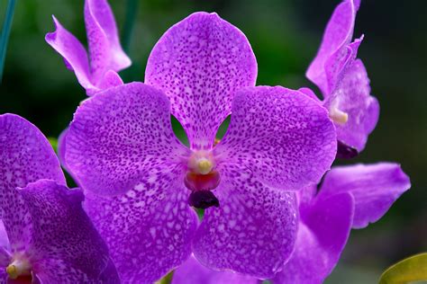 Vanda Orchids - 5 Potting Tips Your Vandas Will Love | Orchid Care Zone