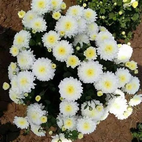 Sevanthi Poornima White Chrysanthemum Santhi Online Plants Nursery