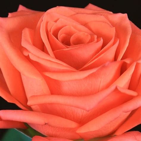 The Big Five Rose Edition Part 4 Orange Roses Article Onthursd