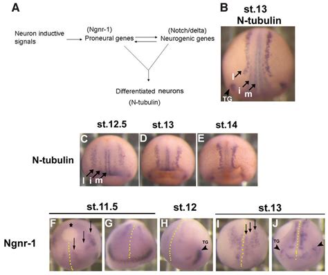 In Situ Hybridization Of Neural Markers In Normal X Tropicalis