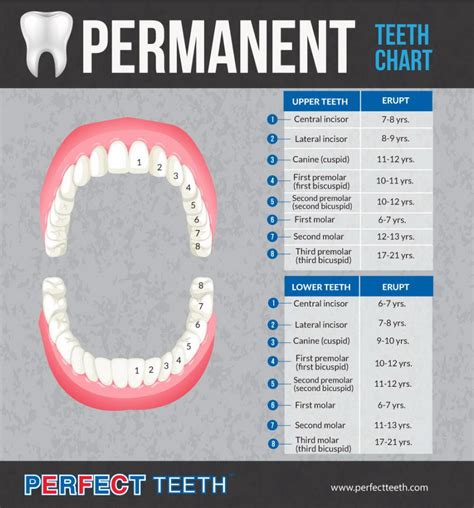 What Every Parent Needs To Know About Permanent Teeth | Perfect Teeth