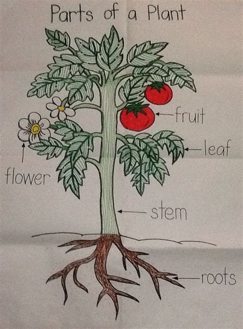 Diagram Of Parts Of A Plant On White Paper With Flowers And Plants