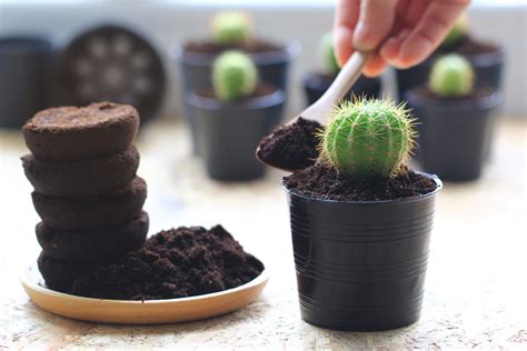 Gu A Para Usar El Caf Como Abono Casero Para Plantas