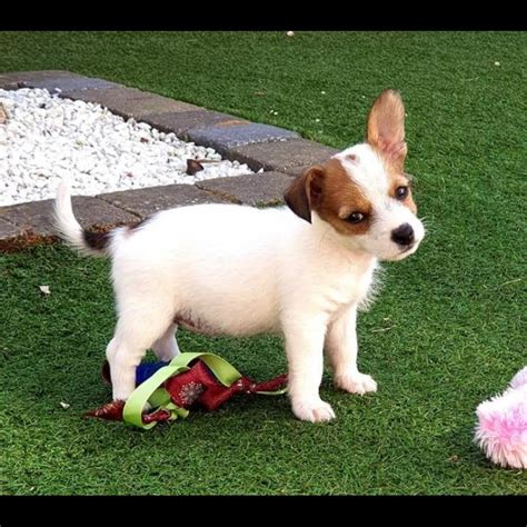 Growth Jack Russell Puppy Weight Chart Jack Russell