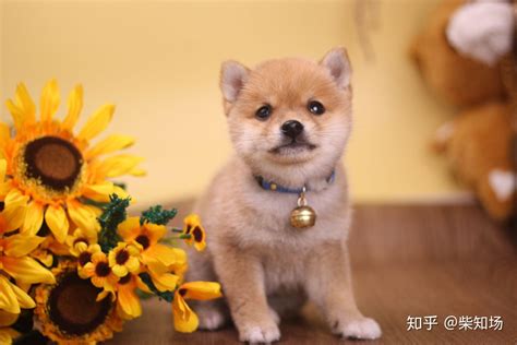 豆柴犬多少钱一只 豆柴犬和柴犬的区别 知乎