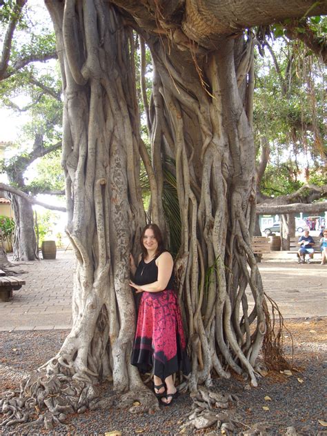 Banyan Tree in Maui Banyan Tree, Revel, Baby Things, Maui, That Look ...