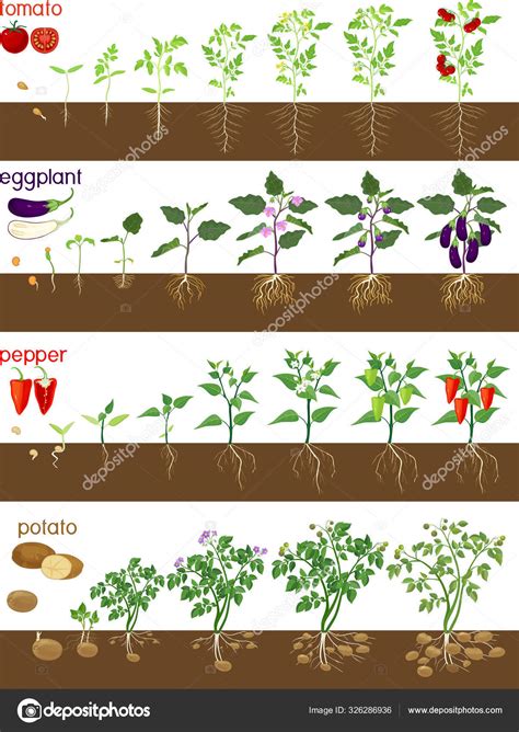 Set Life Cycles Nightshade Plants Pepper Tomato Potato Eggplant Stages