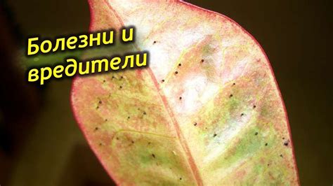 Болезни и вредители Кротона. Как спасать и чем лечить заболевшее ...