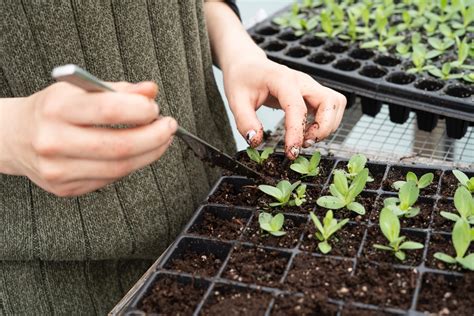 Is Gardening Horticulture? Differences & Similarities (With Examples)