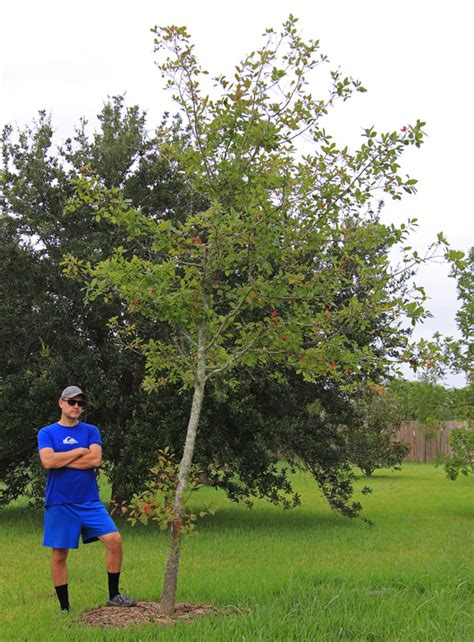 Blackgum tree - Southern Native Trees