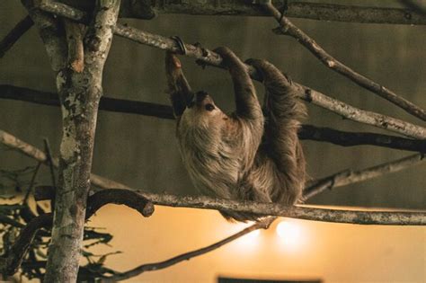 Premium Photo Close Up Of Sloth On Tree Branch